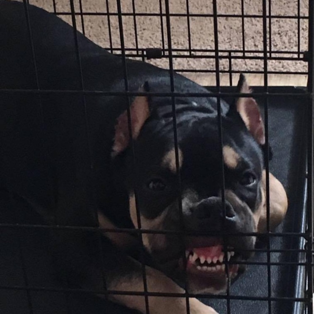 Meet your Posher, Garry